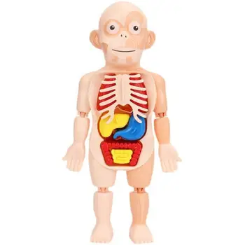 Švietimo Ir Mokslo Organų Struktūrą, Surinkti Žaislai Naujų Žmogaus Kūno Modelis Visceralinių Organų Žaislas Technologija 